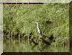heron sur sa branche